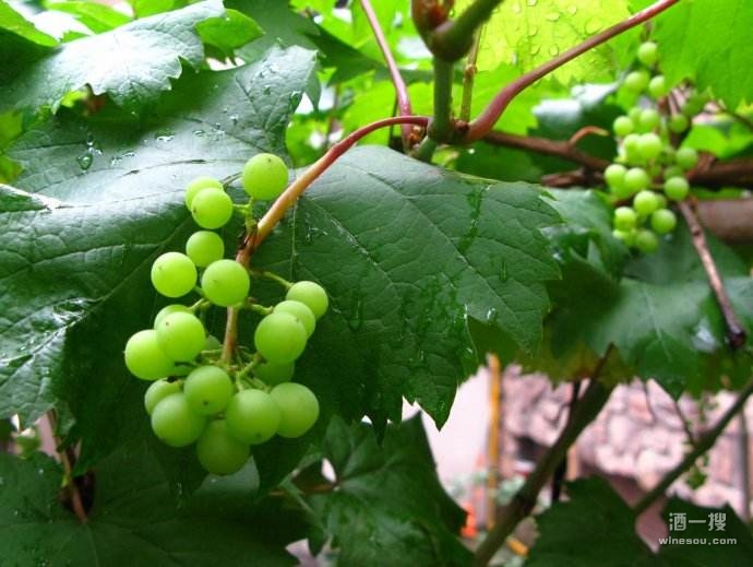 葡萄酒从葡萄生长到酿造的华丽转身