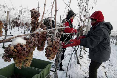 葡萄农在采摘冰冻葡萄