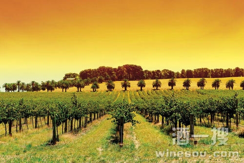 5大洲最经典的葡萄酒产区