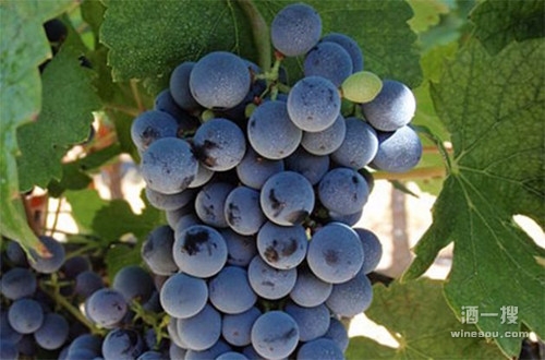 马瑟兰（Marselan）葡萄品种