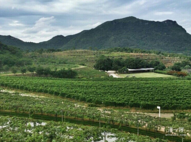 葡萄香之旅：泰国华欣葡萄酒庄园