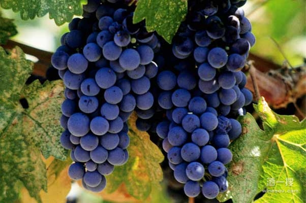 红葡萄品种——美乐