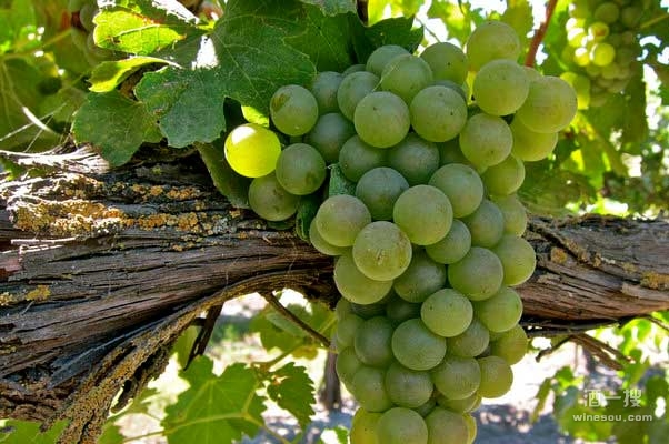 白葡萄品种——维欧尼