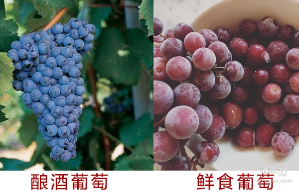 酿酒葡萄与鲜食葡萄