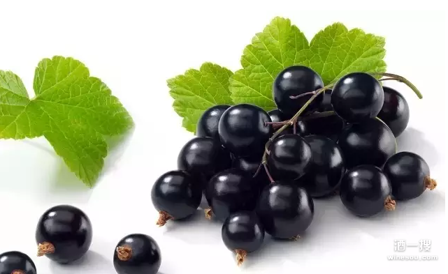 成熟红葡萄酒 黑色水果香气