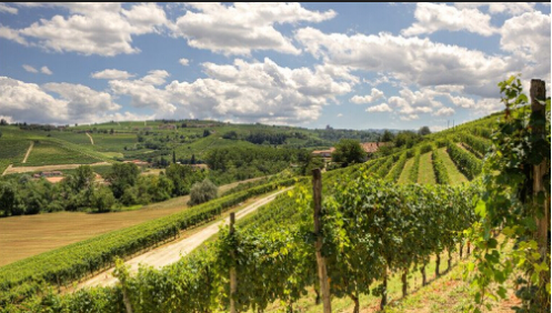 2016年意大利葡萄酒  出口葡萄酒