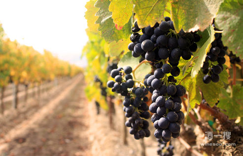 葡萄酒 低产优质  加州葡萄酒  