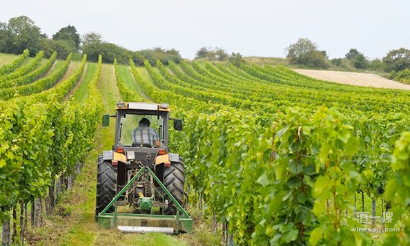 2016年 意大利农业合作社 观察报告 意大利葡萄酒 合作社 表现优异