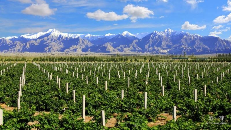 巴州成立葡萄酒协会力促焉耆葡萄酒品牌走向世界