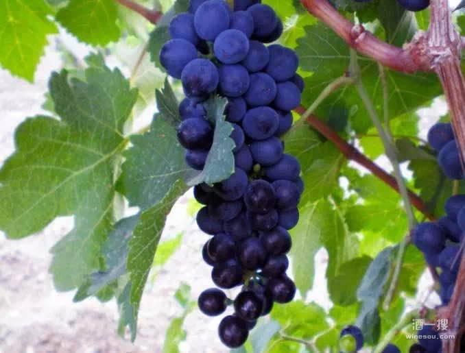焉耆盆地所产葡萄无论色泽还是质地均为上乘