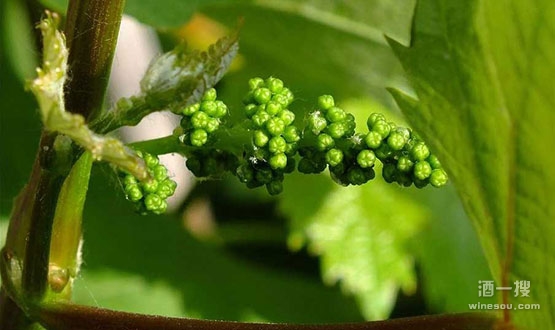 酿酒葡萄的生长过程——开花