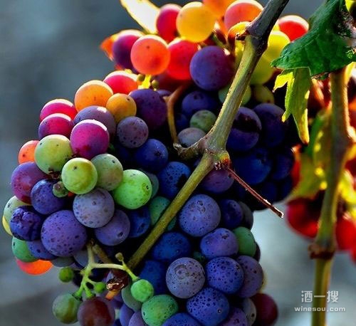 酿酒葡萄的生长过程——葡萄果实开始成熟