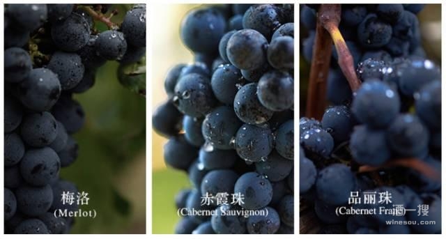 葡萄品种：梅洛、赤霞珠、品丽珠