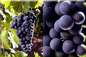 著名酿酒葡萄品种赤霞珠