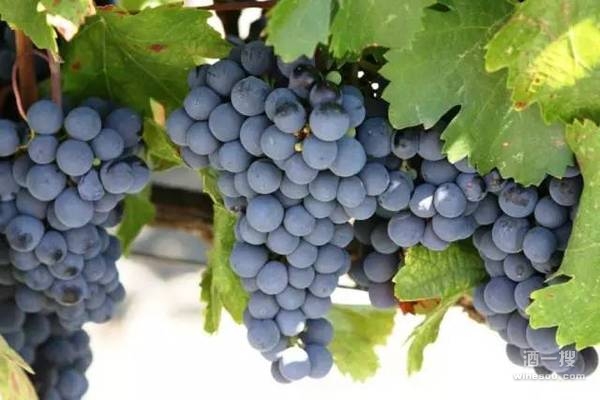 赤霞珠是国际最流行的红葡萄品种