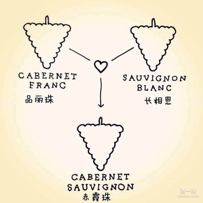 赤霞珠（Cabernet Sauvignon）的起源