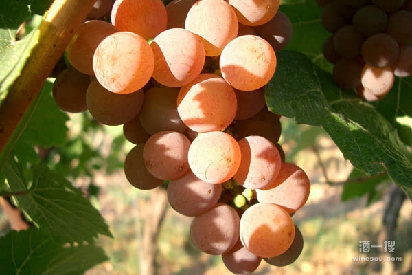 琼瑶浆是一种芳香型白葡萄品种