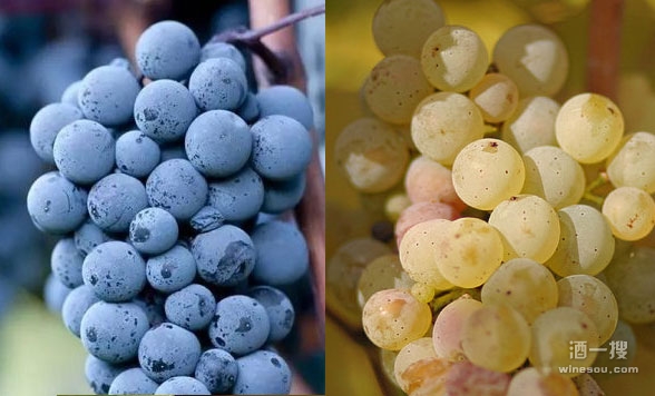 红葡萄品种与白葡萄品种