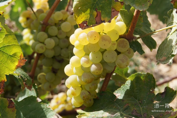 卡瓦的主要葡萄品种