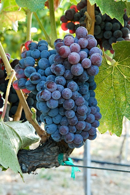 红葡萄品种歌海娜