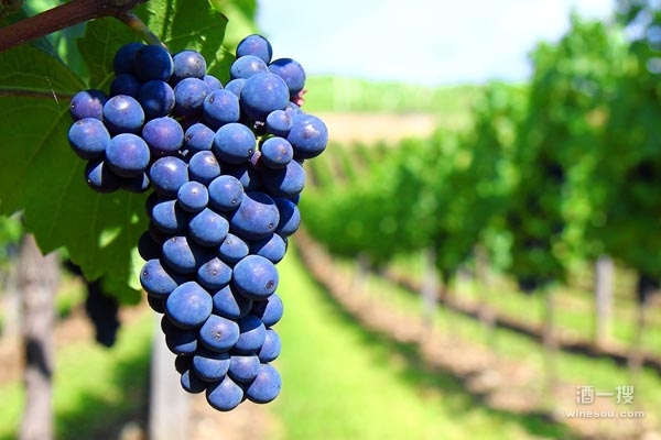 红葡萄品种品丽珠