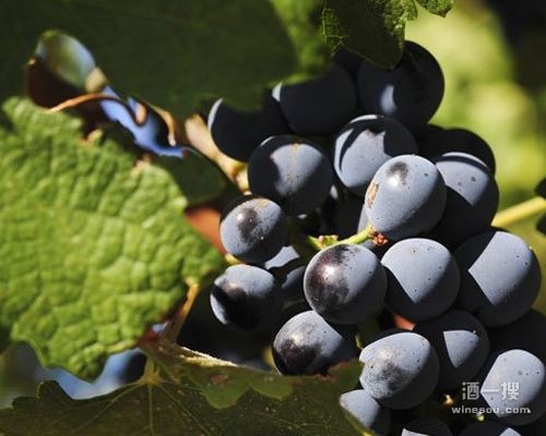 红葡萄品种增芳德红葡萄品种