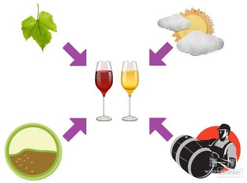 影响葡萄酒风味的三大因素
