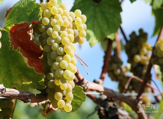 风格多变的白葡萄品种霞多丽