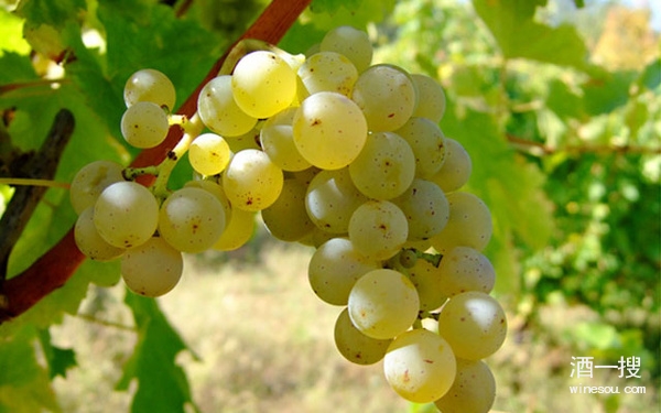 白葡萄品种：长相思