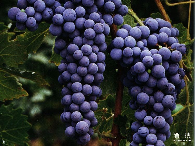 红葡萄品种：赤霞珠