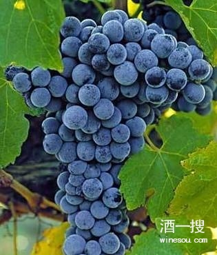 红葡萄品种：美乐