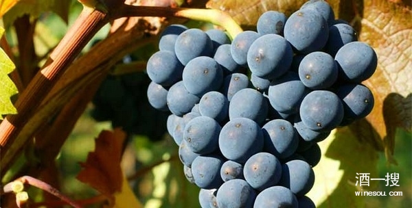 红葡萄品种：黑皮诺