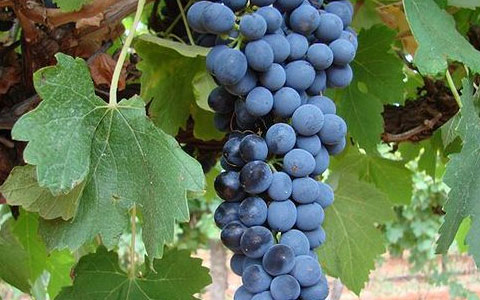 红葡萄品种：西拉