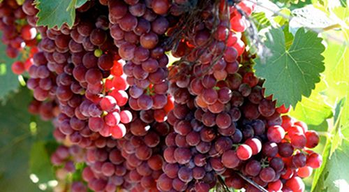 麝香葡萄品种
