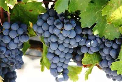 葡萄品种：赤霞珠