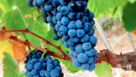 葡萄品种国产杜丽佳