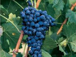 葡萄品种马士罗