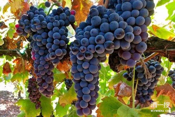 世界常见酿酒葡萄品种