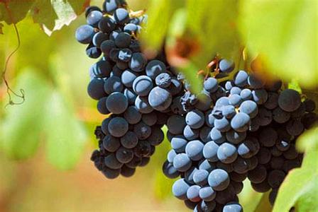 全面解析葡萄品种之王-赤霞珠