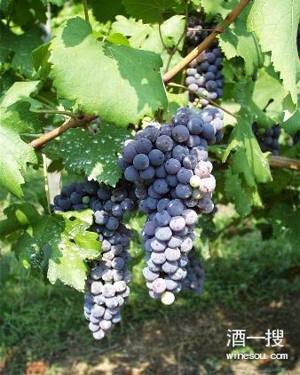 葡萄品种：内比奥罗(Nebbiolo)