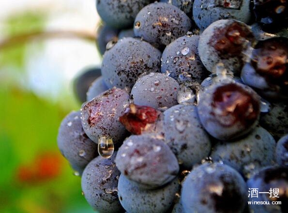 意大利第一个 DOCG 葡萄酒——布鲁奈罗葡萄酒