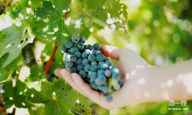 一棵葡萄树能酿造几瓶葡萄酒