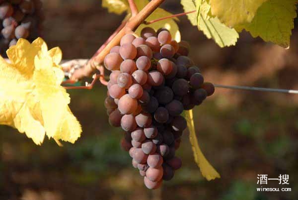 葡萄品种灰皮诺
