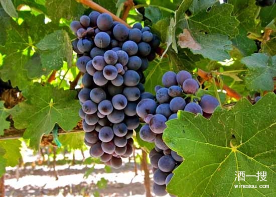 葡萄品种巴贝拉