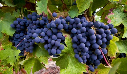 葡萄品种赤霞珠