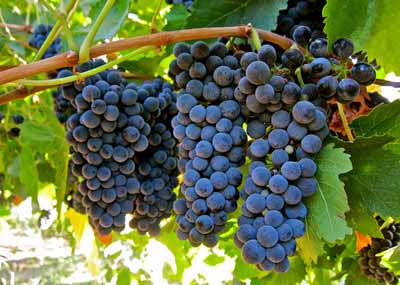 葡萄品种内比奥罗