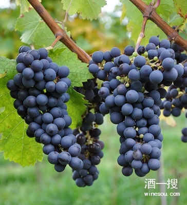 葡萄品种品丽珠