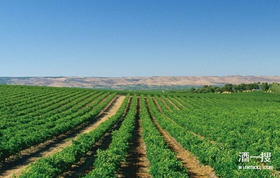 张新建议新疆天山北麓打造生态酿酒葡萄产业园区