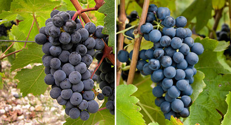葡萄品种：赤霞珠与西拉
