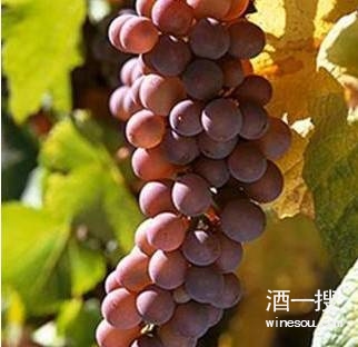 葡萄品种灰皮诺